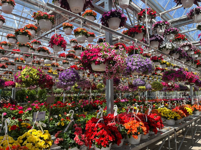 Hanging baskets galore at Adam's Nursery and Garden Center in Lancaster, N.Y. (05/11/2023).