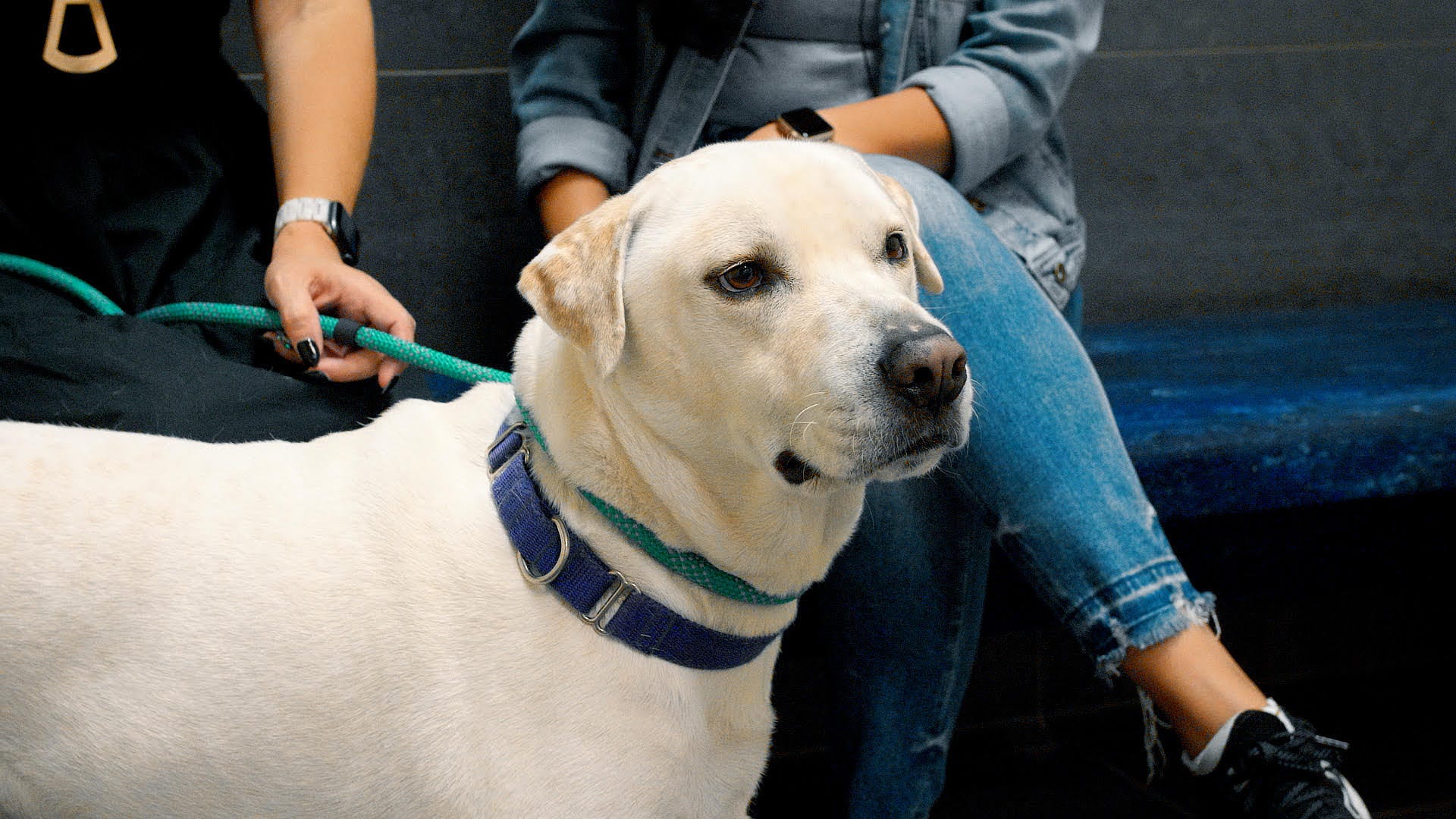 Adoptable Pet Pals: Meet Zeke!