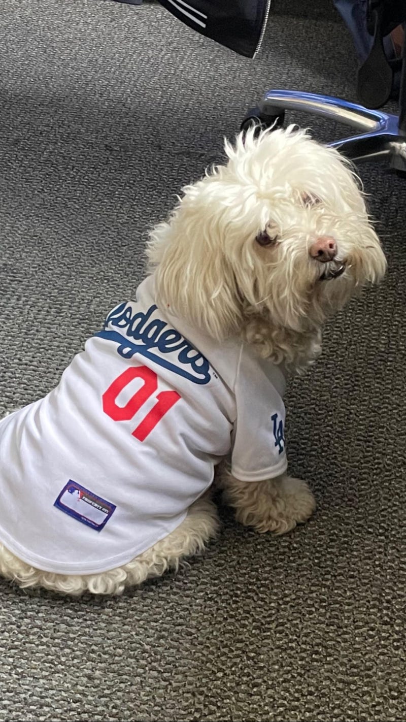 KCBS Radio News Operation Manager Nic Palmer's dog Diana victoriously wearing a Dodgers jersey after her team's win over the Giants.