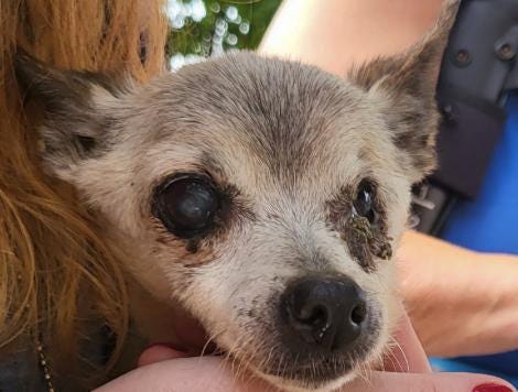 Detectives from the Suffolk County SPCA charged a Ronkonkoma woman with multiple animal cruelty charges alleging that she neglected dogs, cats, and a bird in her care.