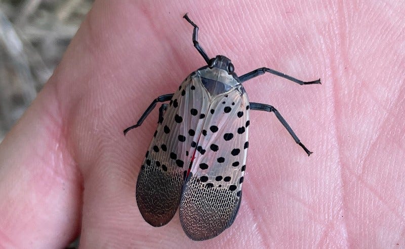 invasive spotted lanternfly