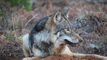 Latest DNR survey shows there are more than 600 wild wolves in Michigan