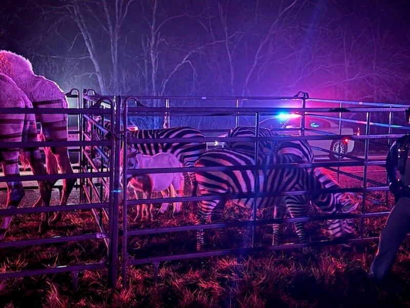 Five zebras were rescued from the trailer fire on Interstate 69 in Indiana's Grant County on Saturday.