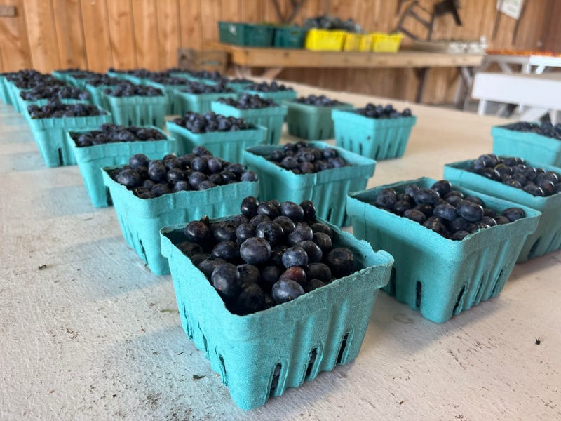 Blueberries at Greg's U-Pick Farm