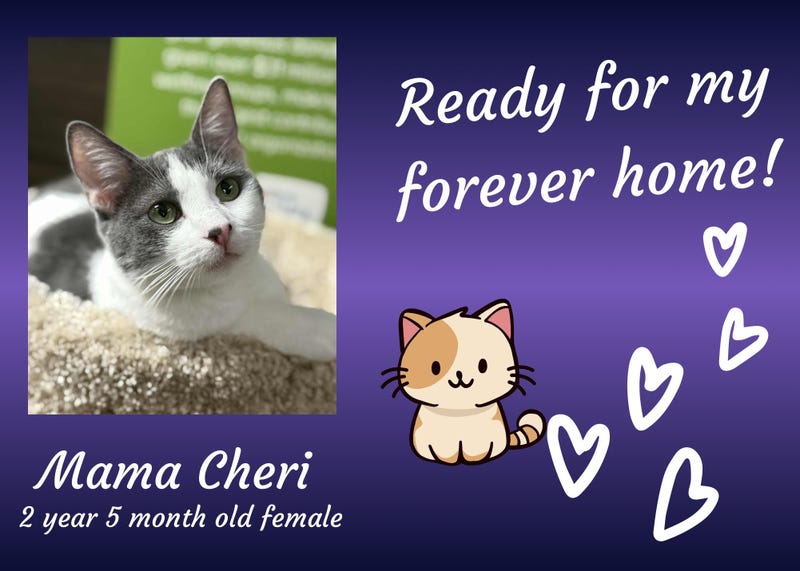 Mama Cheri, a two and a half year old white and gray cat