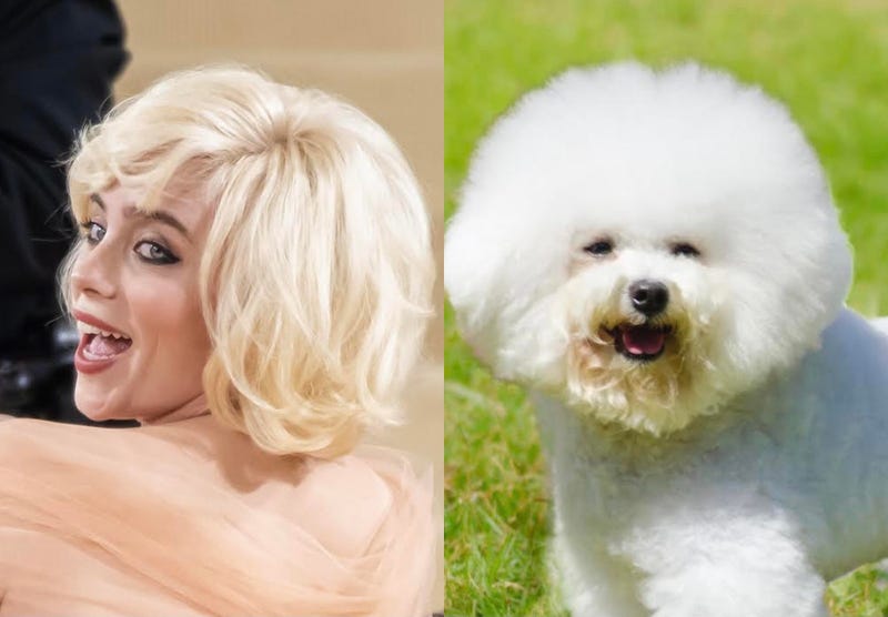 Billie Eilish, Bichon Frise