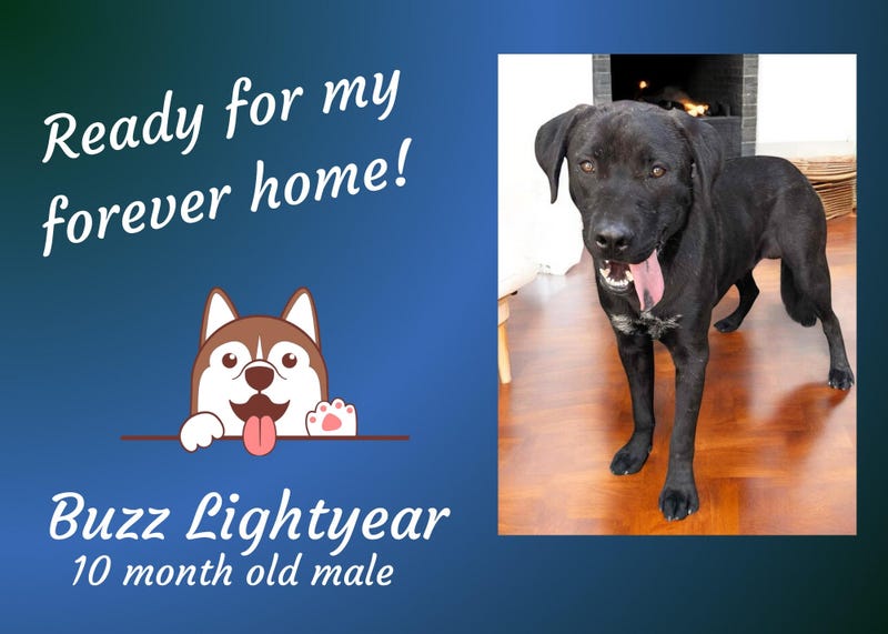 Buzz Lightyear, a black, 10 month old male puppy with his tongue hanging out
