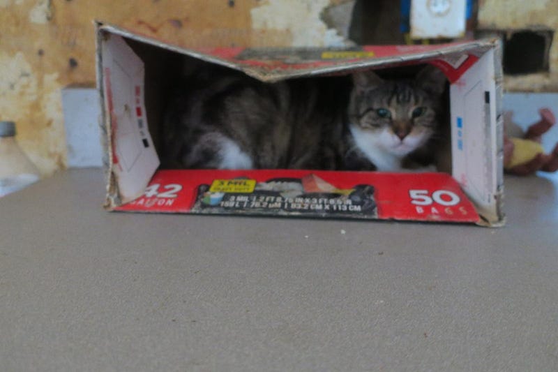 Nearly 100 cats, both dead and alive, were found in deplorable conditions at the Bohemia home of Stephen Glantz, 75, on Saturday, May 3.