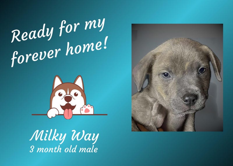 Milky Way, a three month old brown puppy