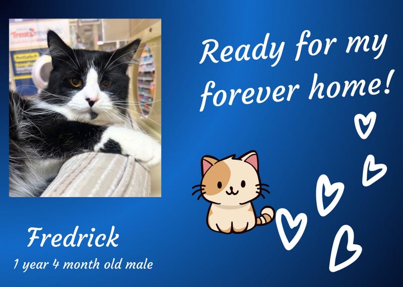 Frederick, a year and a half old black and white cat