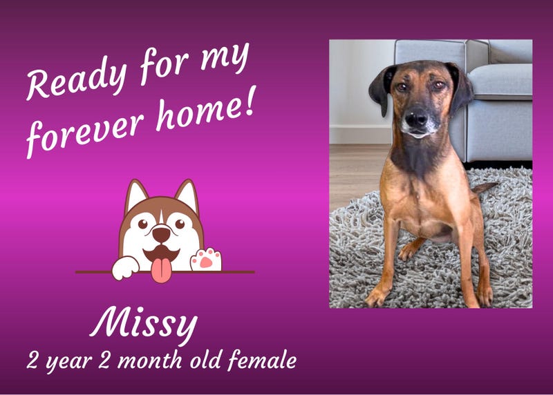 Missy, a two year old medium brown mixed breed dog