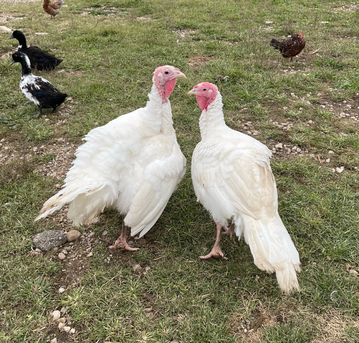 Turkeys