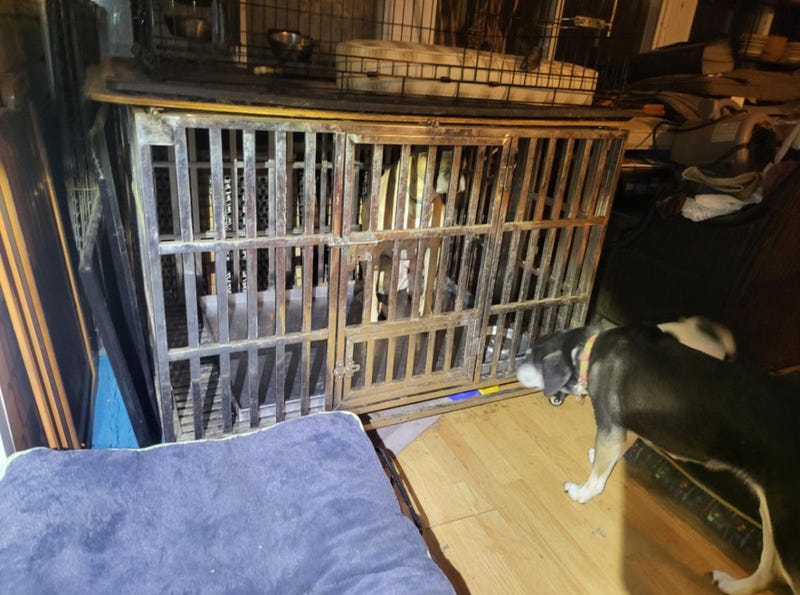 Detectives from the Suffolk County SPCA charged a Ronkonkoma woman with multiple animal cruelty charges alleging that she neglected dogs, cats, and a bird in her care.