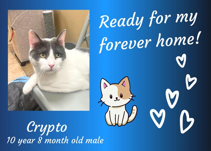 Crypto, a ten year old white and gray male cat
