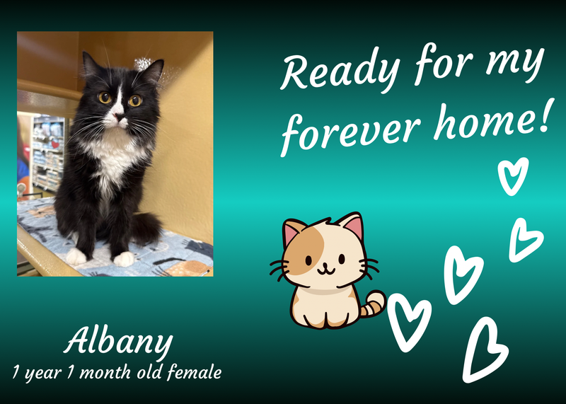 Albany, a year old black and white tuxedo cat