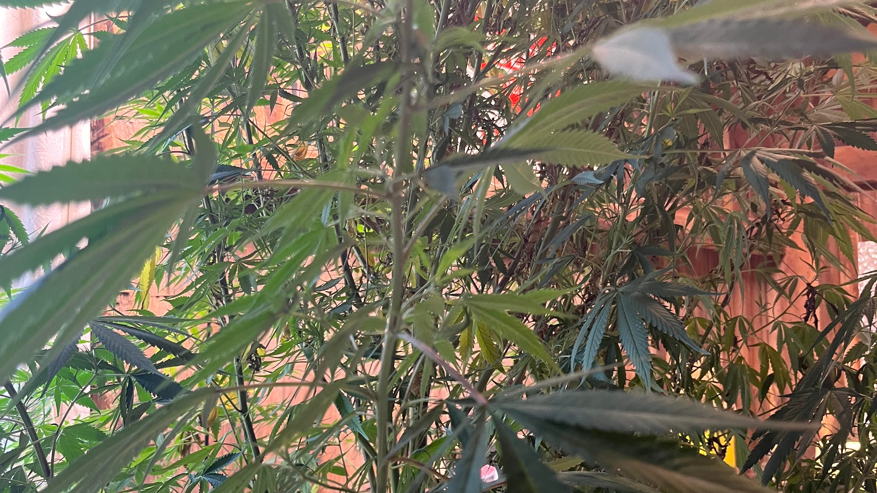 Marijuana in New York: Local hemp farmer transitions as legal marijuana crops sprout in NY