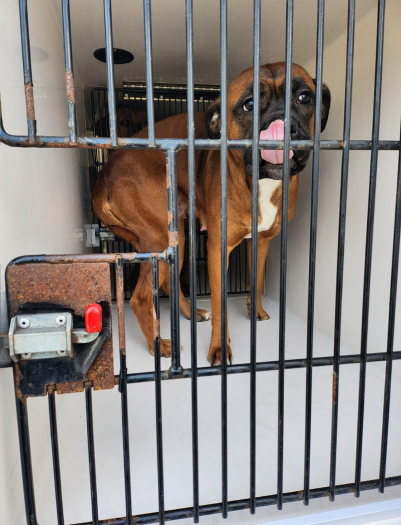 The owner of the two dogs is charged with misdemeanor animal cruelty charges and drug charges after a search of the residence.