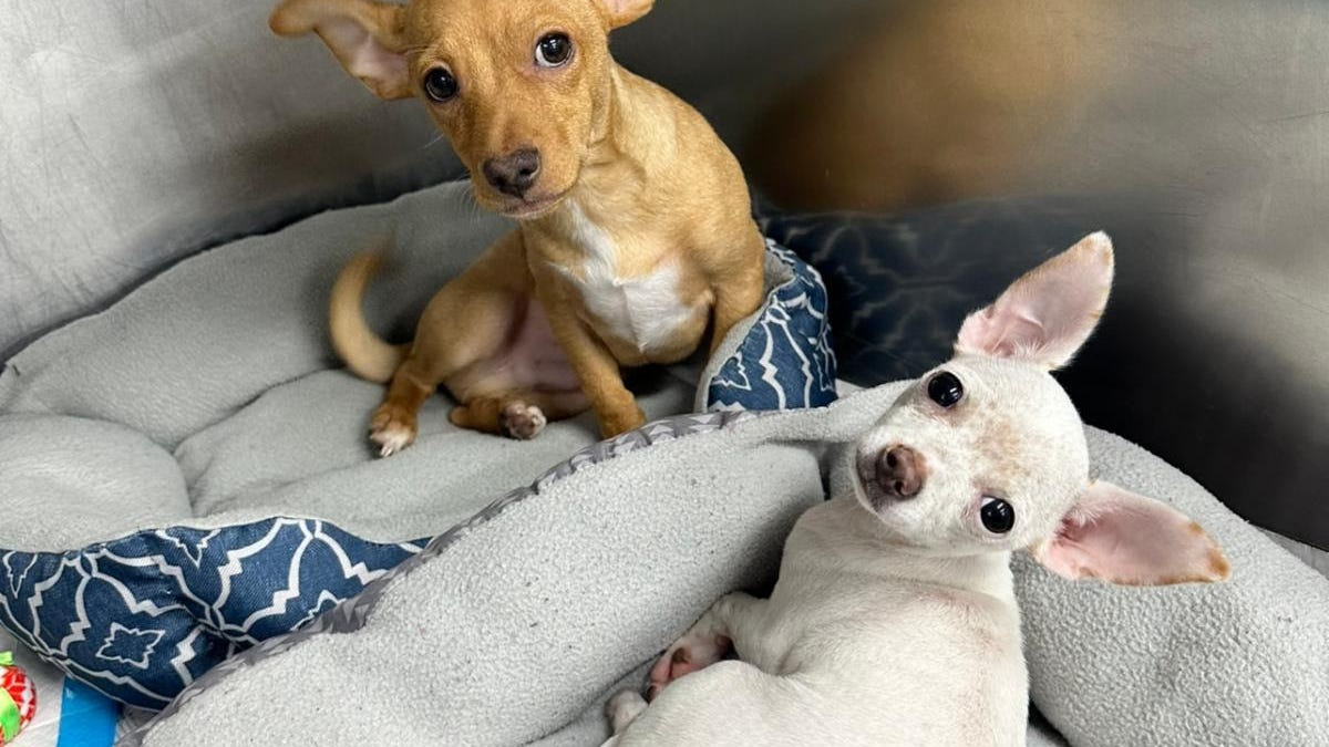 LI man charged for animal cruelty after dogs ingest, overdose on drugs