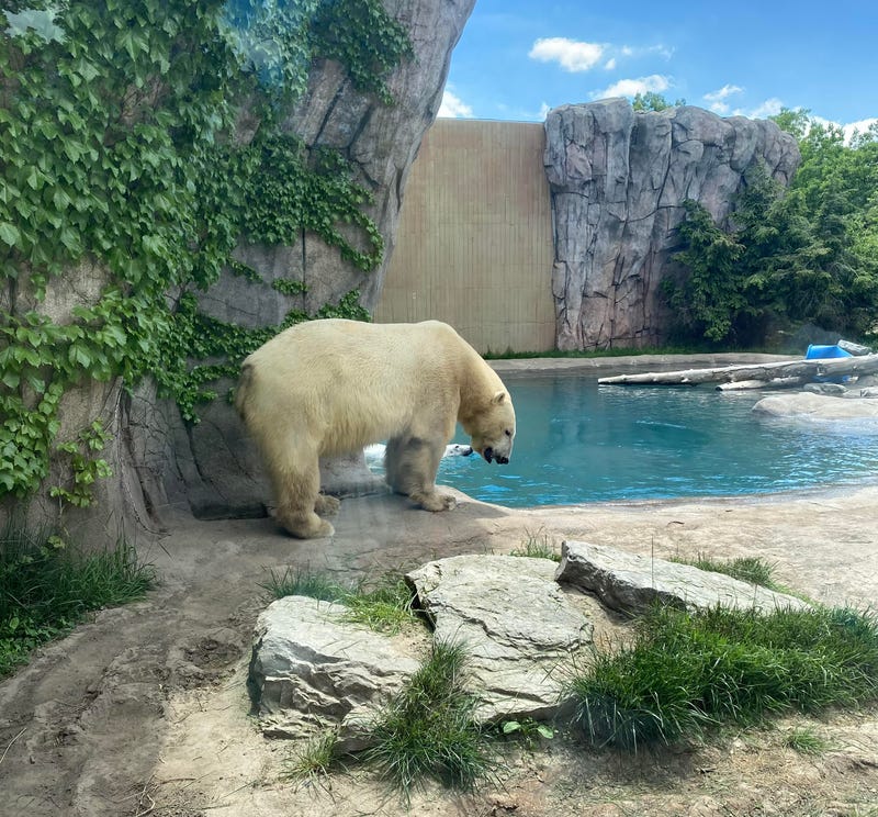 The Buffalo Zoo's polar bear exhibit