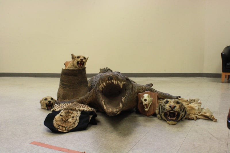 Items recovered from Usher Weiss, 26, of Brooklyn who pleaded guilty on Thursday to violating environmental conservation laws.