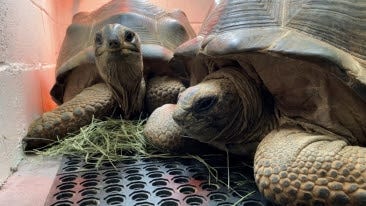 Shell-come to Oakland: Zoo takes in 2 rescued male tortoises