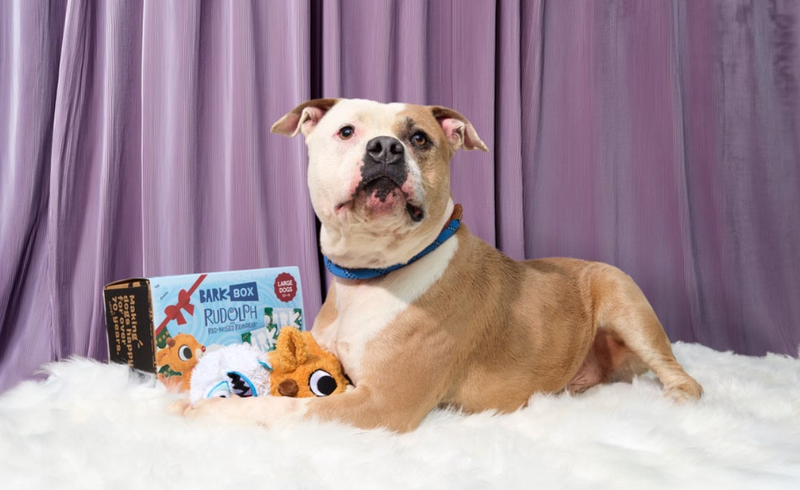 BarkBox