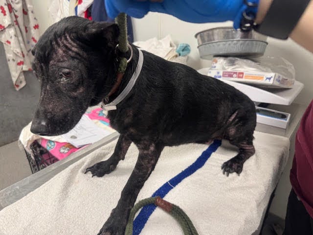 A five-year-old Labrador type dog was found living in unsafe conditions at a home on Long Island on Dec. 11, and its owner is being charged with animal cruelty.
