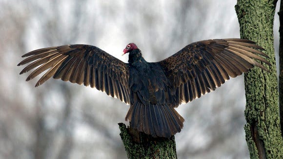 Turkey vultures return to Michigan! What to know about these big birds of prey