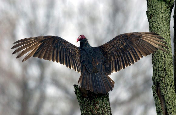a turkey vulture with its wings spread