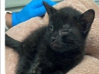 The 8-week-old kitten that was abused.