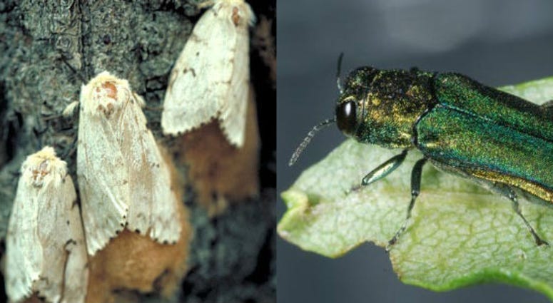 invasive insects