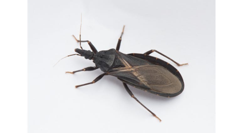 kissing bug