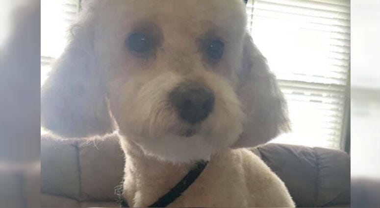 Toby, a poodle belonging to the Cook family. 