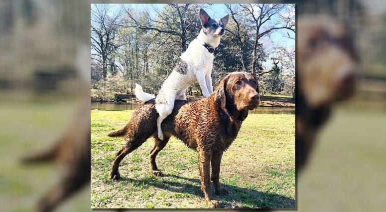 Piggyback Treats