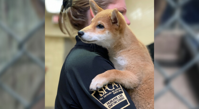 Shiba inu puppy