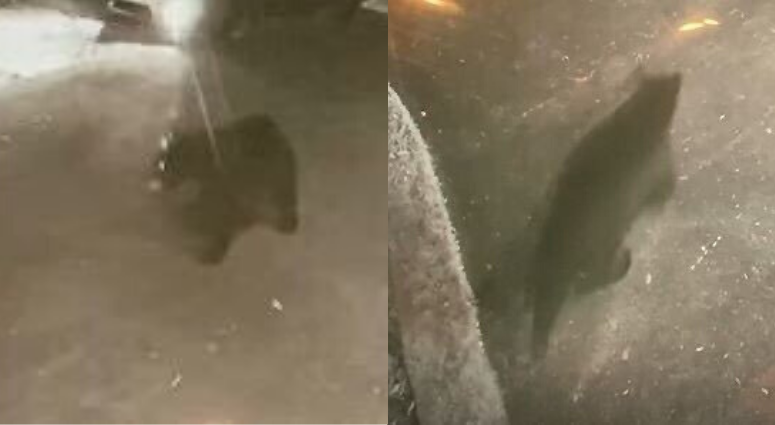 Black bear spotted