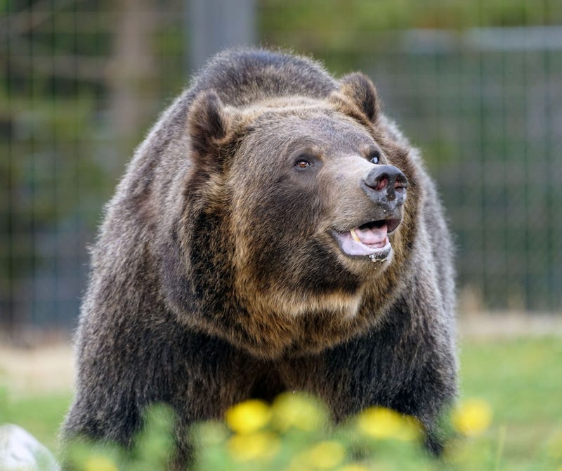 A grizzly bear living at the Grizzly & Wolf Discovery Center in West Yellowstone, Montana, explores its enclosure. Animals living in the discovery center were either rescued from the wild while young or injured, or faced euthanization because they posed a