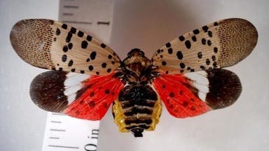 As spotted lanternflies hatch, here's how to fight them — and what not to do