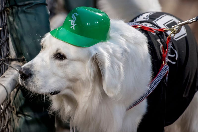 Dogs walk around the filed prior to a game between the Chicago White Sox and the Cleveland Indians