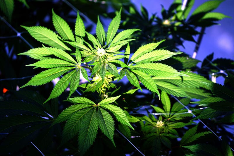 Marijuana weed