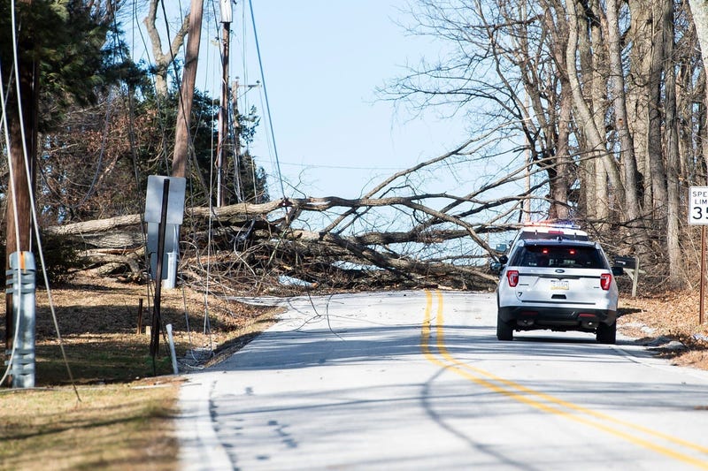 A tree brought down power lines 