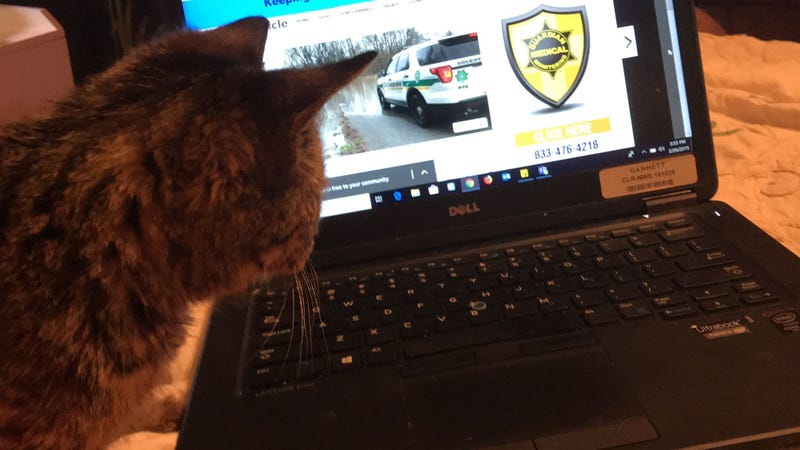 Prince at my laptop. A story of the sudden flood that almost caught up to my car is in the background. Prince At Computer