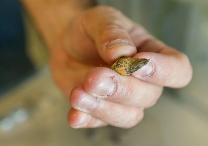 Matt Forir, director of the Missouri Institute of Natural Science, talks about a triangle shaped tooth from a nanotyrannus they found while on the archeological dig for Henry the triceratops. Henry6