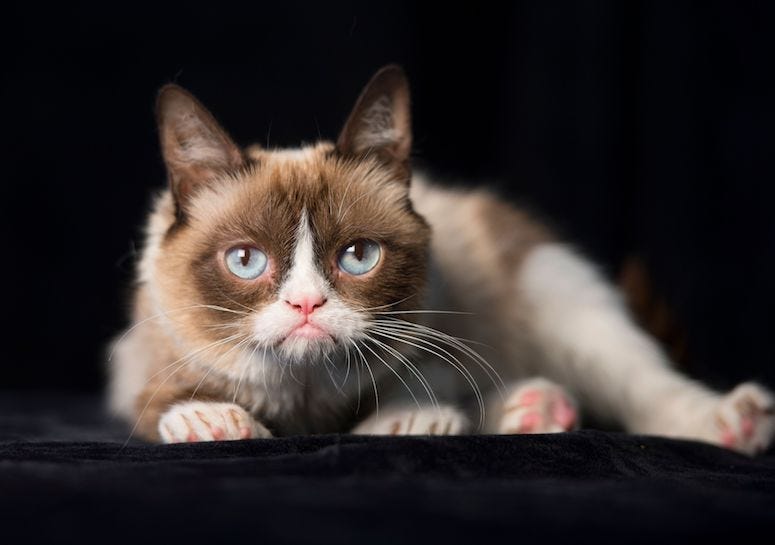 Grumpy Cat, Pose, Black Background, Cat, Kitty, 2014