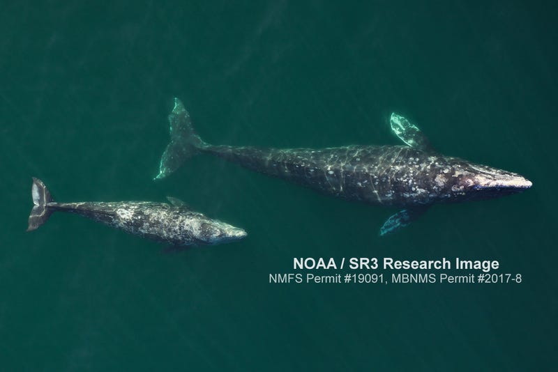 Aerial image of an adult female gray whale and her calf as they migrated north off Central California in April 2019. Images like this are being used to assess the condition of the mothers and the growth of their calves. Gray Whale And Calf