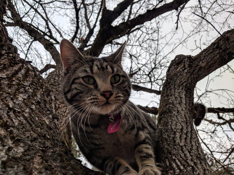 Our furry buddy Tree Cat in Spokane, Wash. We encountered him on every walk through town, and he tried to follow us home. Tree Cat