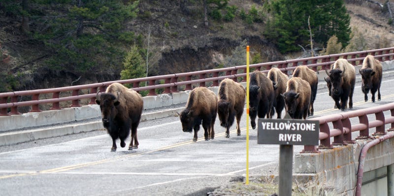 A herd of bison crosses a bridge at Yellowstone National Park in March 2017. The free-ranging herds often cause minor traffic delays for park visitors who find their vehicles temporarily surrounded. [Via MerlinFTP Drop] Xxx Xx Yellowstone Hughes 548 Jpg U