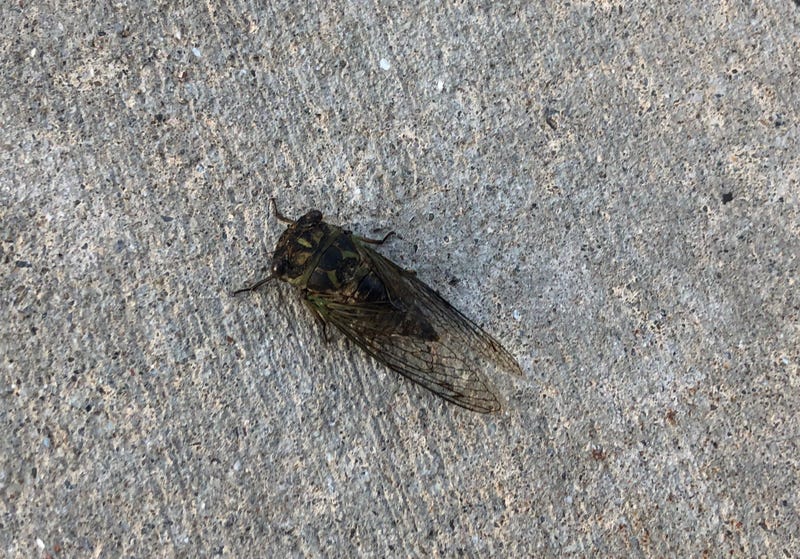 Cicadas