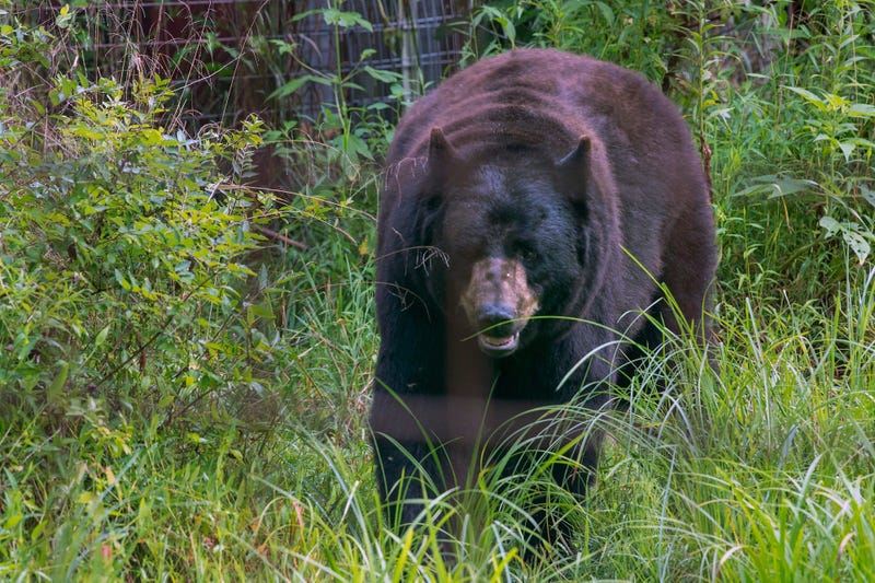 A black bear wanders through his wooded enclosure at T&D's Cats of the World in Penns Creek. Ydr 080719 Pmk Big Cats