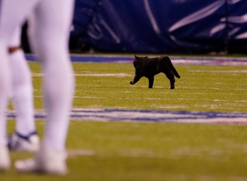 Black Cat on the football field 